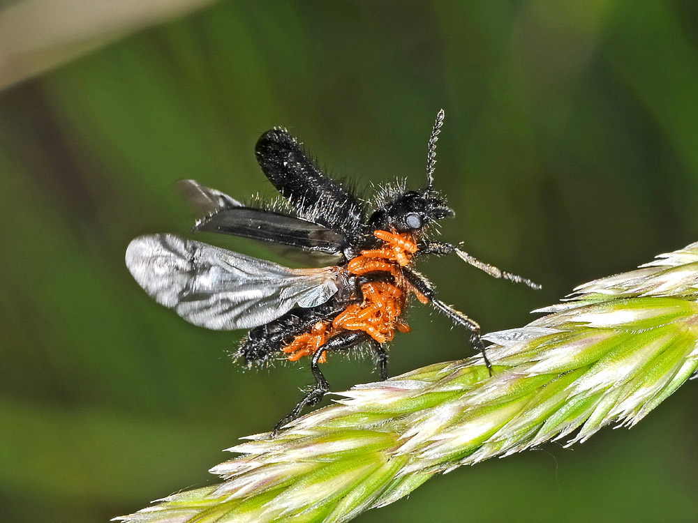 Enicopus pilosus (Dasytidae) con triungulini